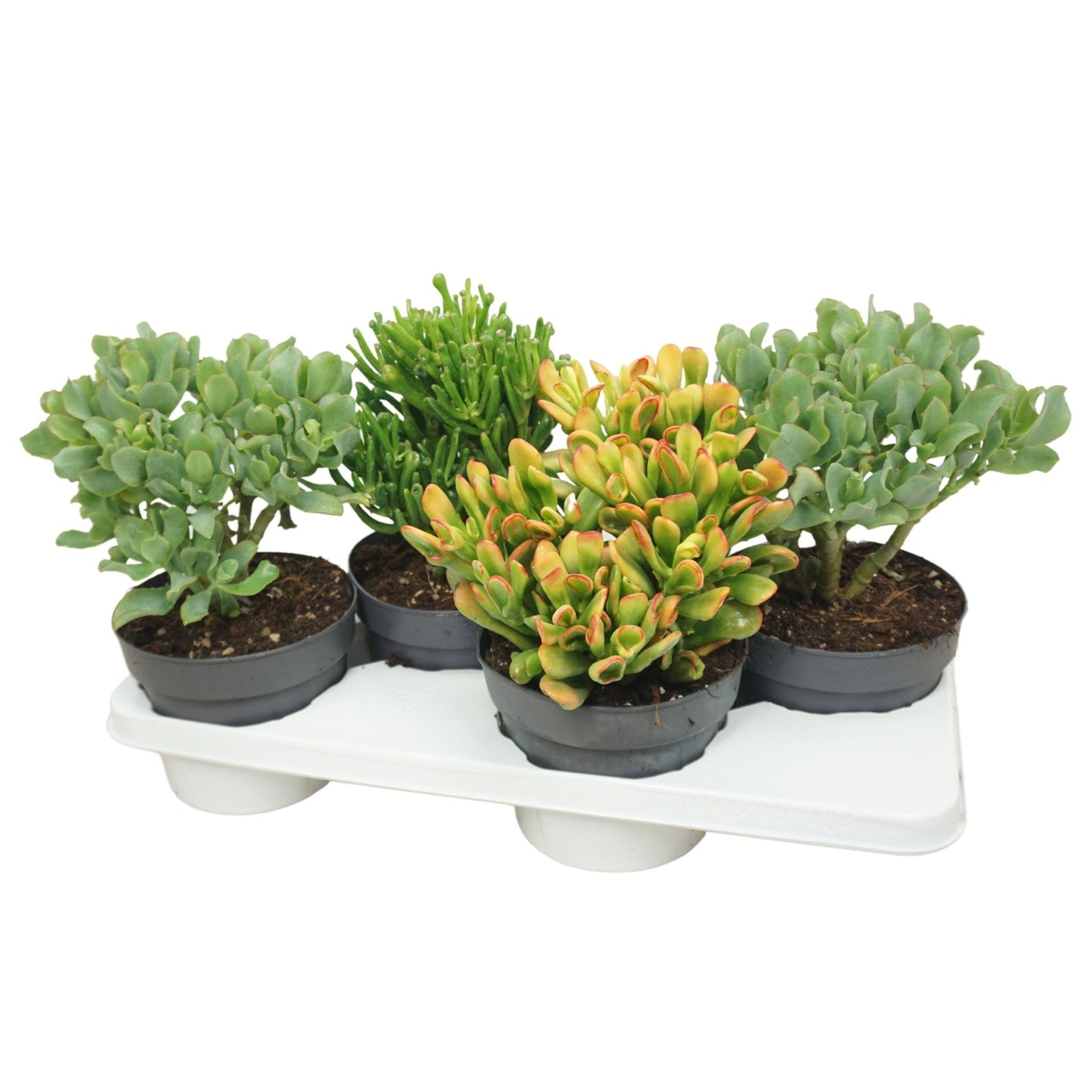 Crassula 17cm - Green Plant The Horti House
