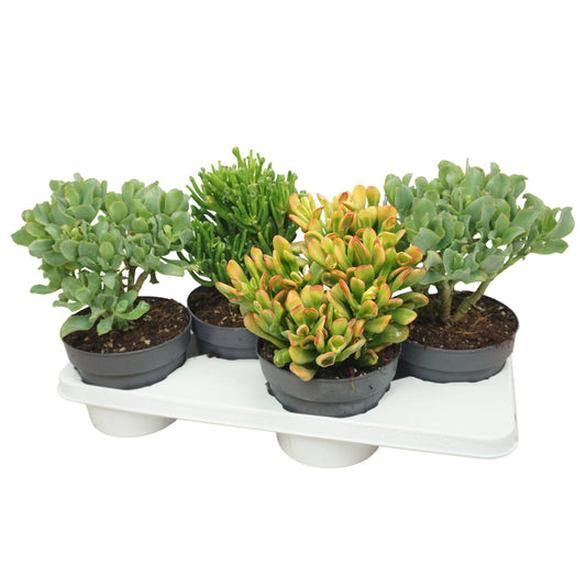 Crassula 17cm - Green Plant The Horti House