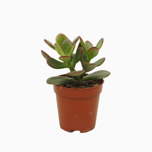 Crassula 5.5cm Minor - Succulent The Horti House