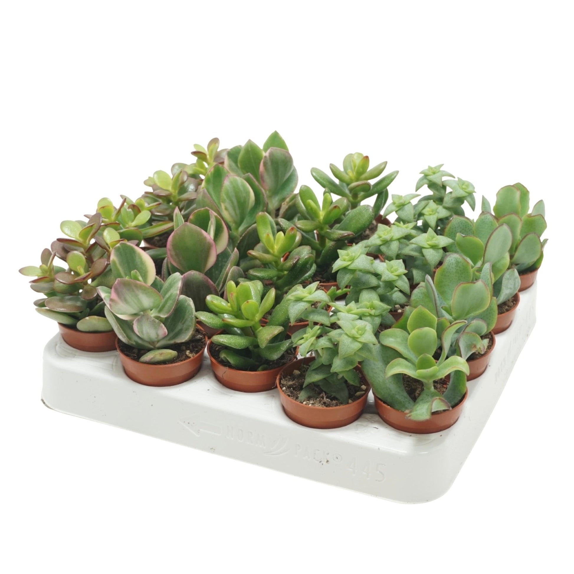 Crassula 5.5cm Mix - Green Plant The Horti House