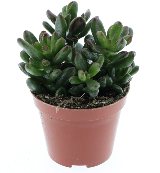 Crassula 6cm Oasis - Succulent The Horti House