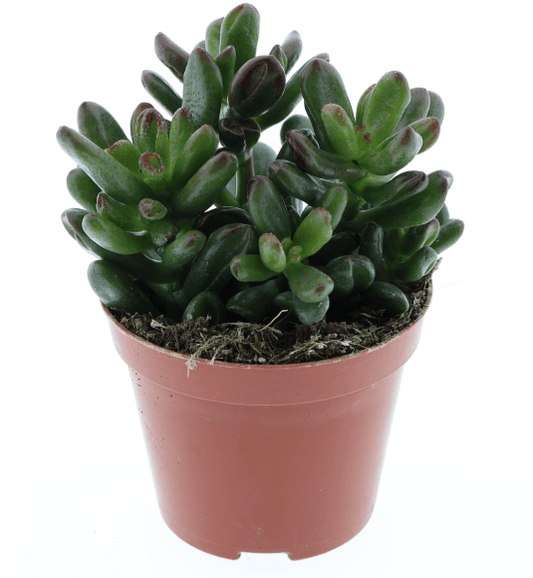 Crassula 6cm Oasis - Succulent The Horti House