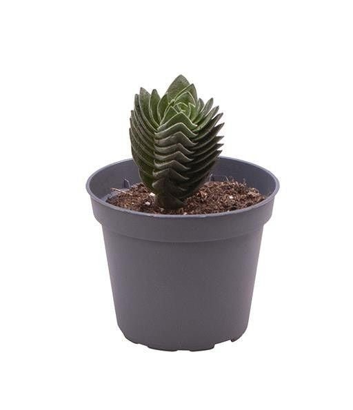 Crassula 6cm Buddhas Temple - Succulent The Horti House