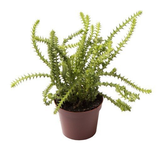 Crassula 6cm Oasis - Succulent The Horti House