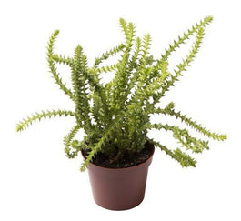 Crassula 6cm Oasis - Succulent The Horti House