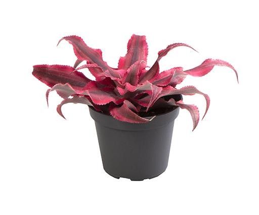 Cryptanthus 6cm Super Pink - Foliage The Horti House