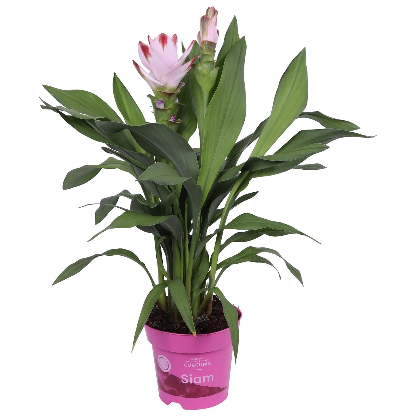 Curcuma 14cm Siam Salsa - Flowering The Horti House