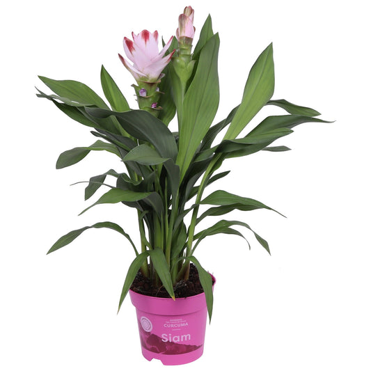 Curcuma 14cm Siam Salsa - Flowering The Horti House