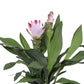Curcuma 14cm Siam Salsa - Flowering The Horti House