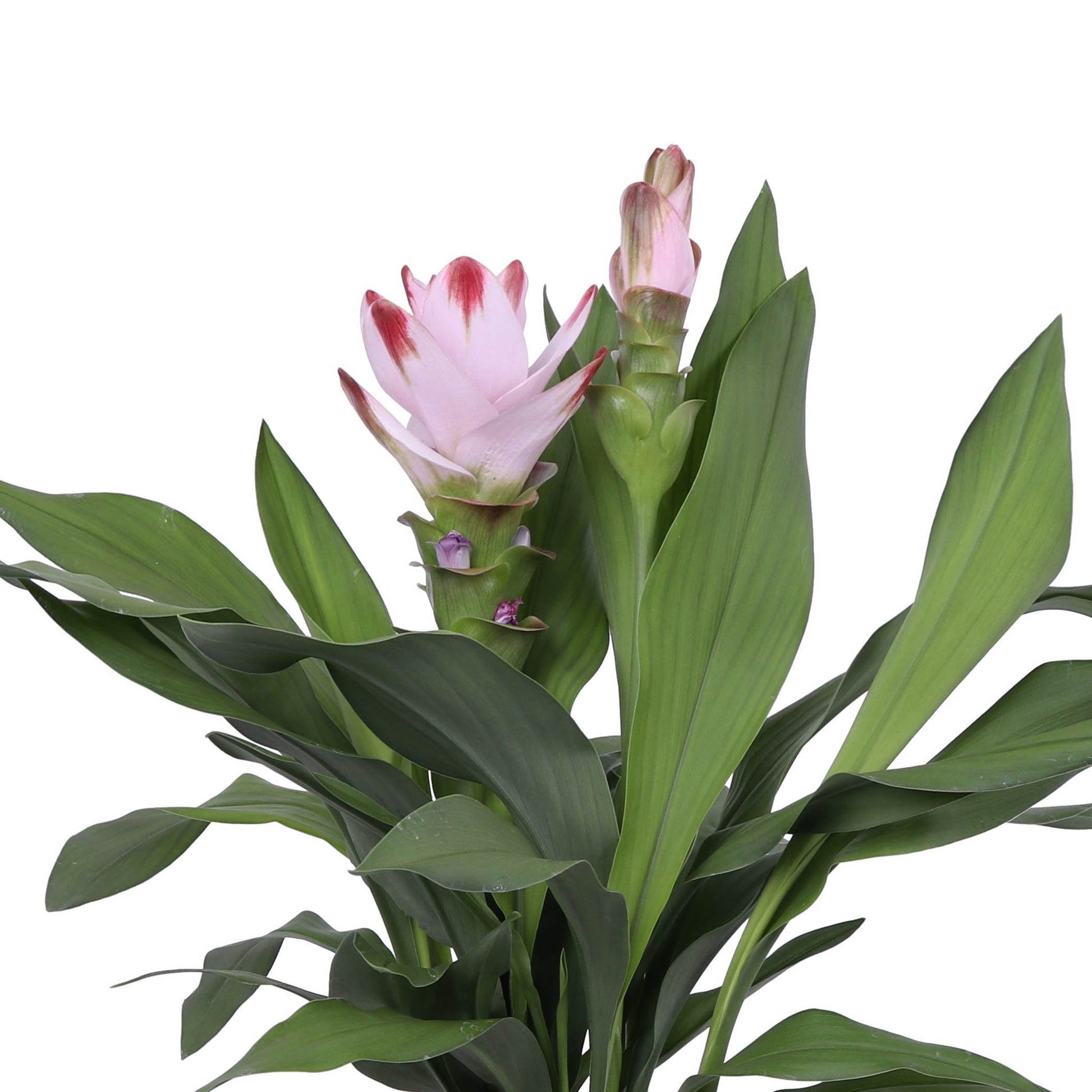 Curcuma 14cm Siam Salsa - Flowering The Horti House
