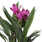 Curcuma 14cm Siam Splash - Flowering The Horti House