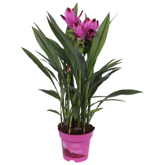 Curcuma 14cm Siam Splash - Flowering The Horti House