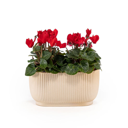 Cyclamen 10.5cm in Duo Ceramic - Flowering The Horti House