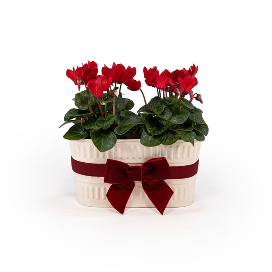 Cyclamen 10.5cm in Duo Zinc - Flowering The Horti House