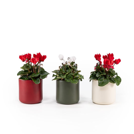 Cyclamen 10.5cm in Festive Ceramic - Flowering The Horti House