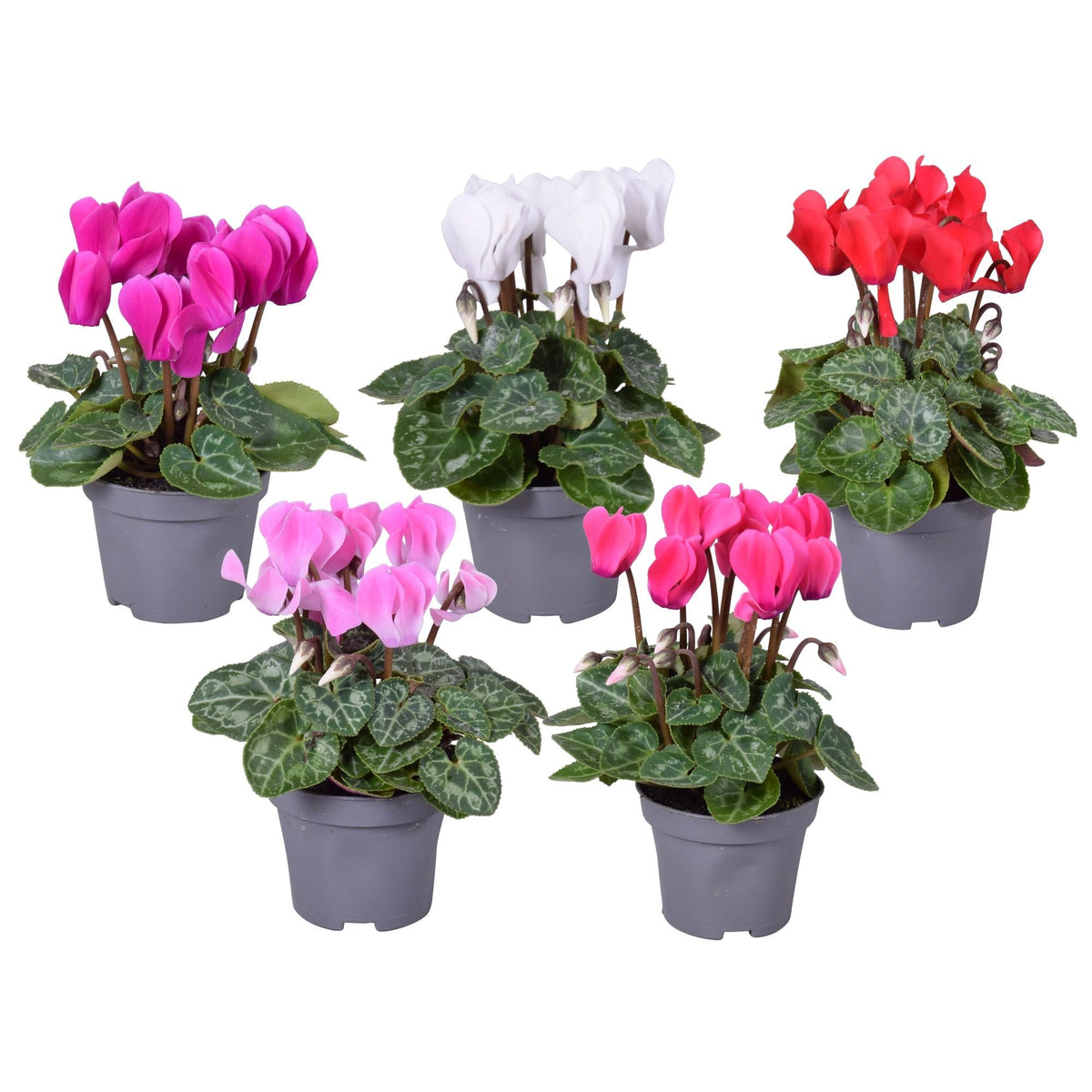 Cyclamen 6cm Micro - Flowering The Horti House