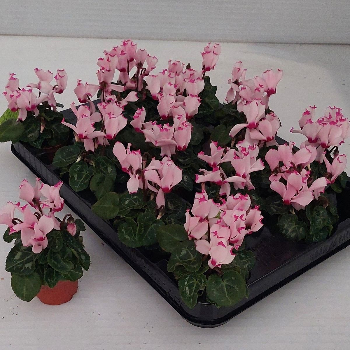 Cyclamen 6cm Micro Victoria - The Horti House