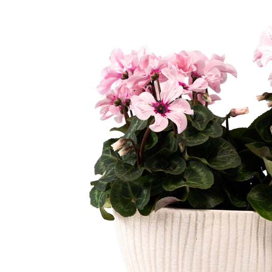 Cyclamen Duo In Artisan No.4 Planter - Flowering The Horti House