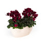 Cyclamen Duo In Artisan No.4 Planter - Flowering The Horti House