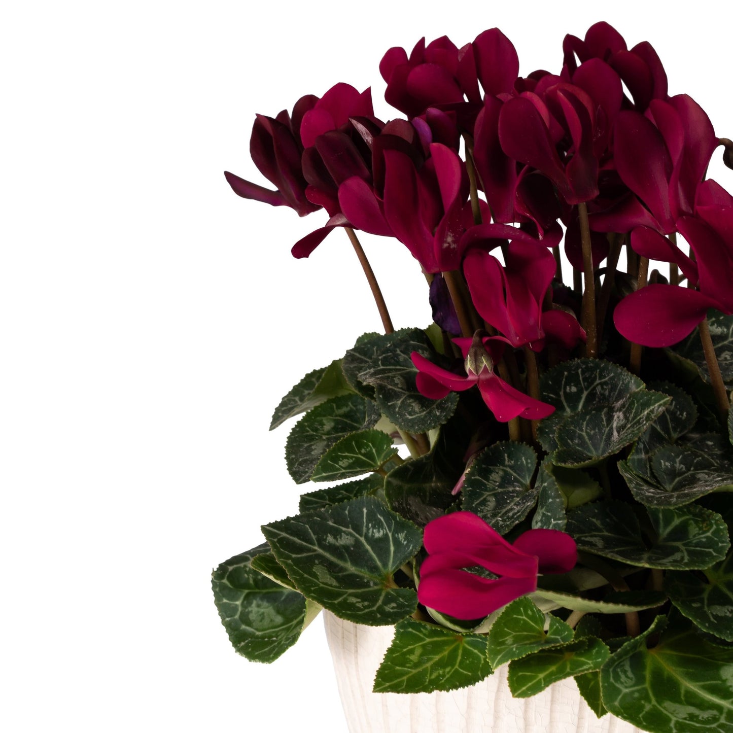 Cyclamen Duo In Artisan No.4 Planter - Flowering The Horti House