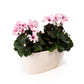 Cyclamen Duo In Artisan No.4 Planter - Flowering The Horti House