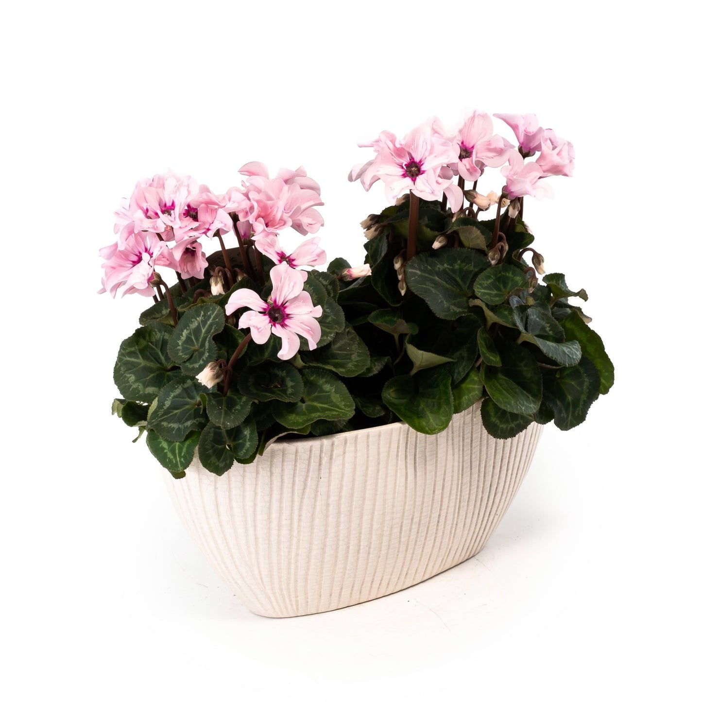 Cyclamen Duo In Artisan No.4 Planter - Flowering The Horti House