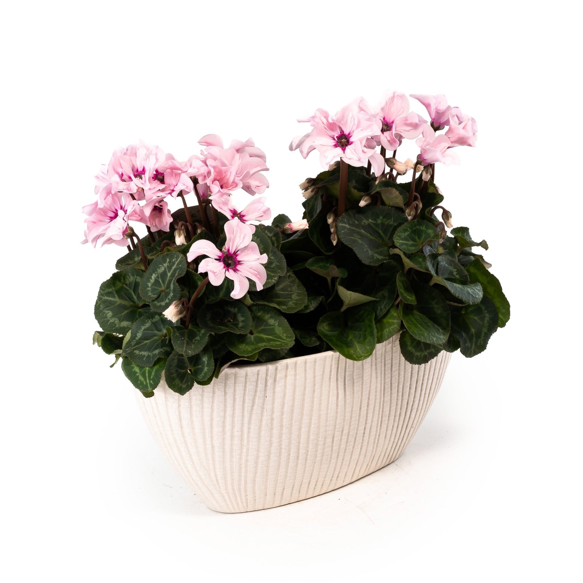 Cyclamen Duo In Artisan No.4 Planter - Flowering The Horti House
