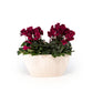 Cyclamen Duo In Artisan No.4 Planter - Flowering The Horti House