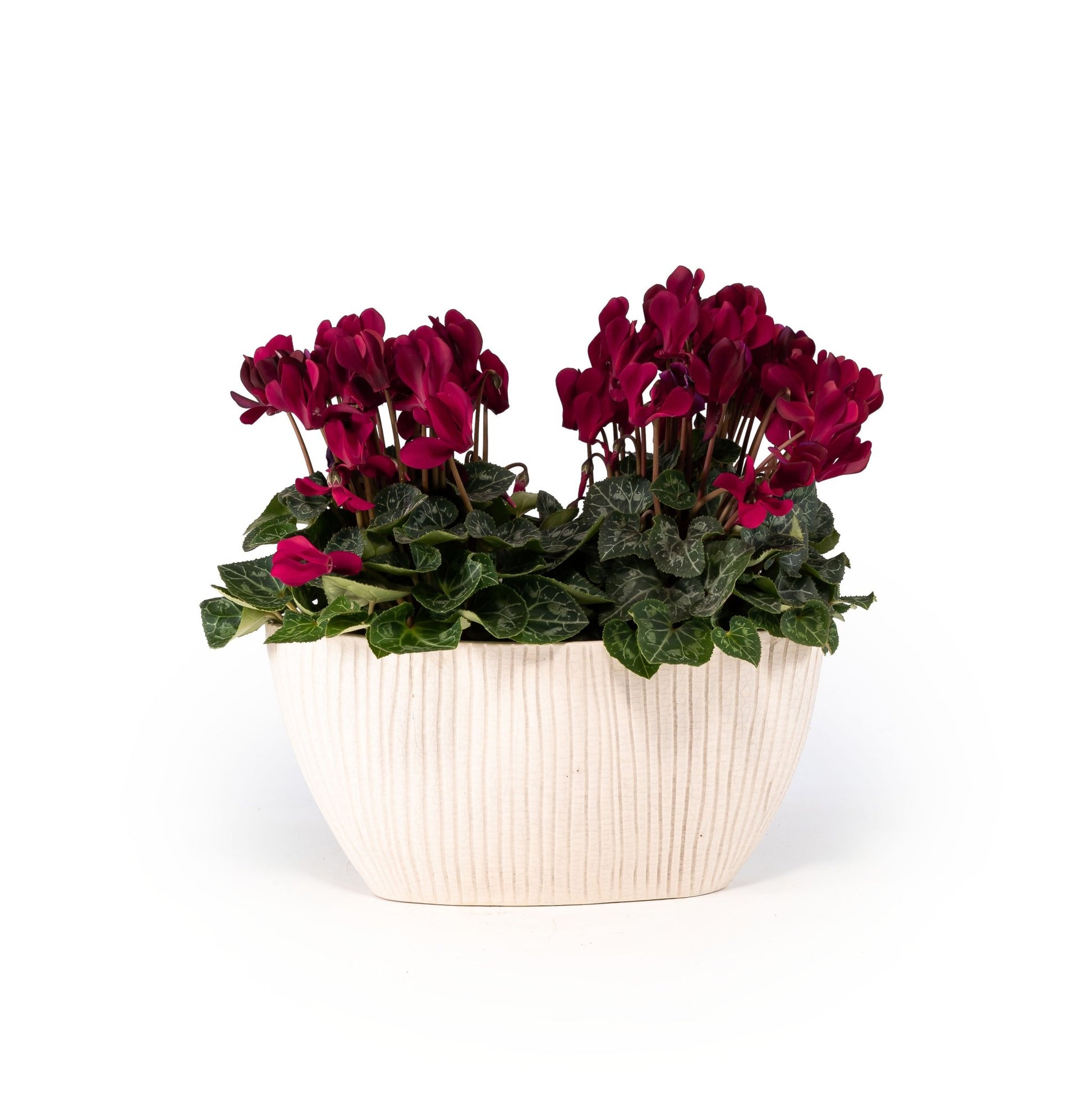 Cyclamen Duo In Artisan No.4 Planter - Flowering The Horti House