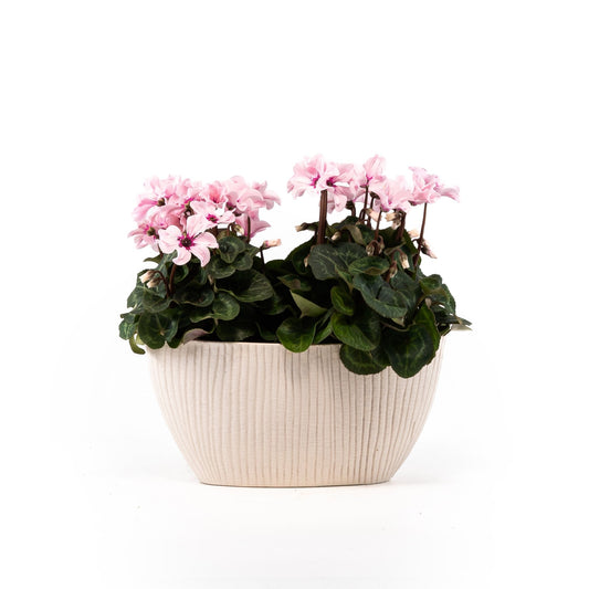 Cyclamen Duo In Artisan No.4 Planter - Flowering The Horti House