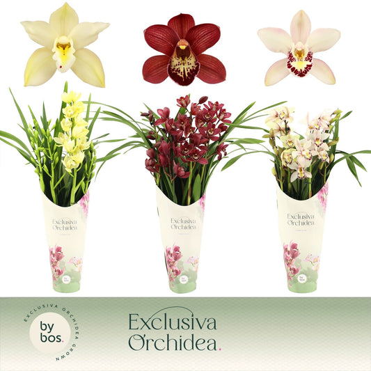 Cymbidium 12cm Mix - Orchid The Horti House