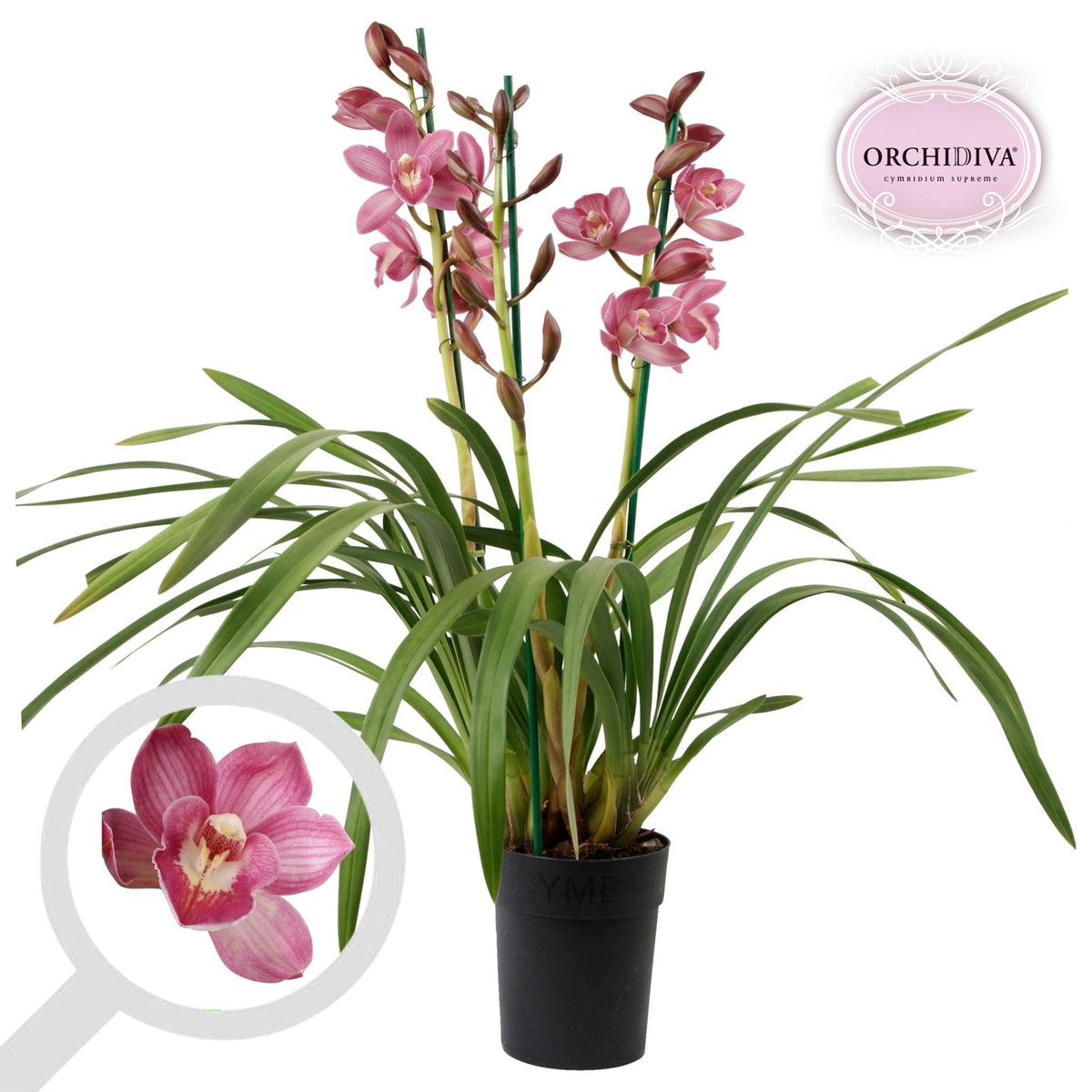 Cymbidium 12cm Piccobello - Green Plant The Horti House
