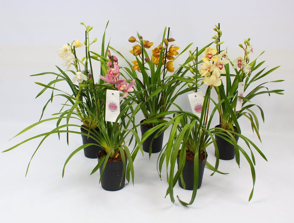 Cymbidium 14cm Piccobello Mix - Green Plant The Horti House