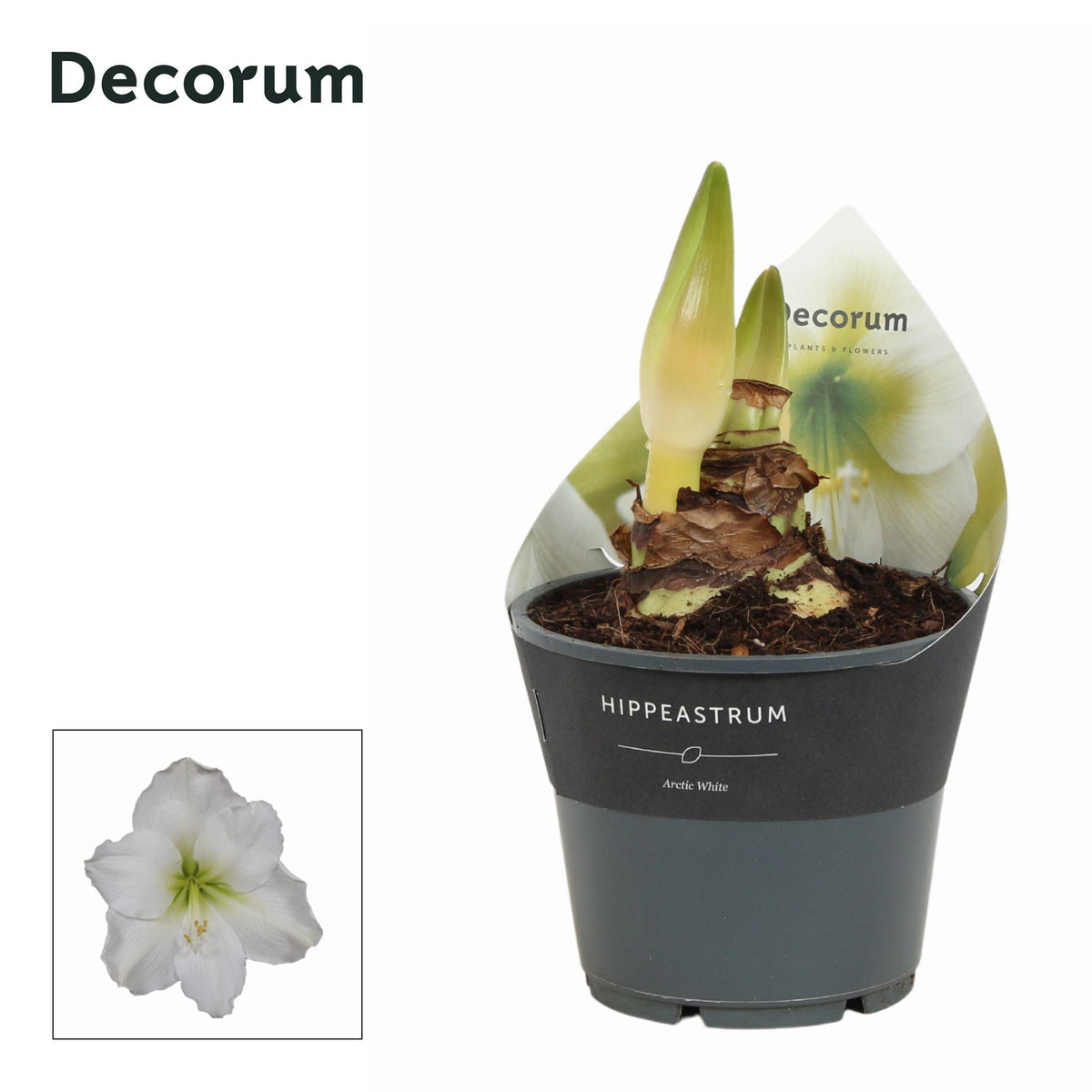 Amaryllis 14cm White