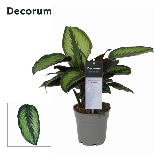 Calathea 12cm Princeps - Foliage The Horti House
