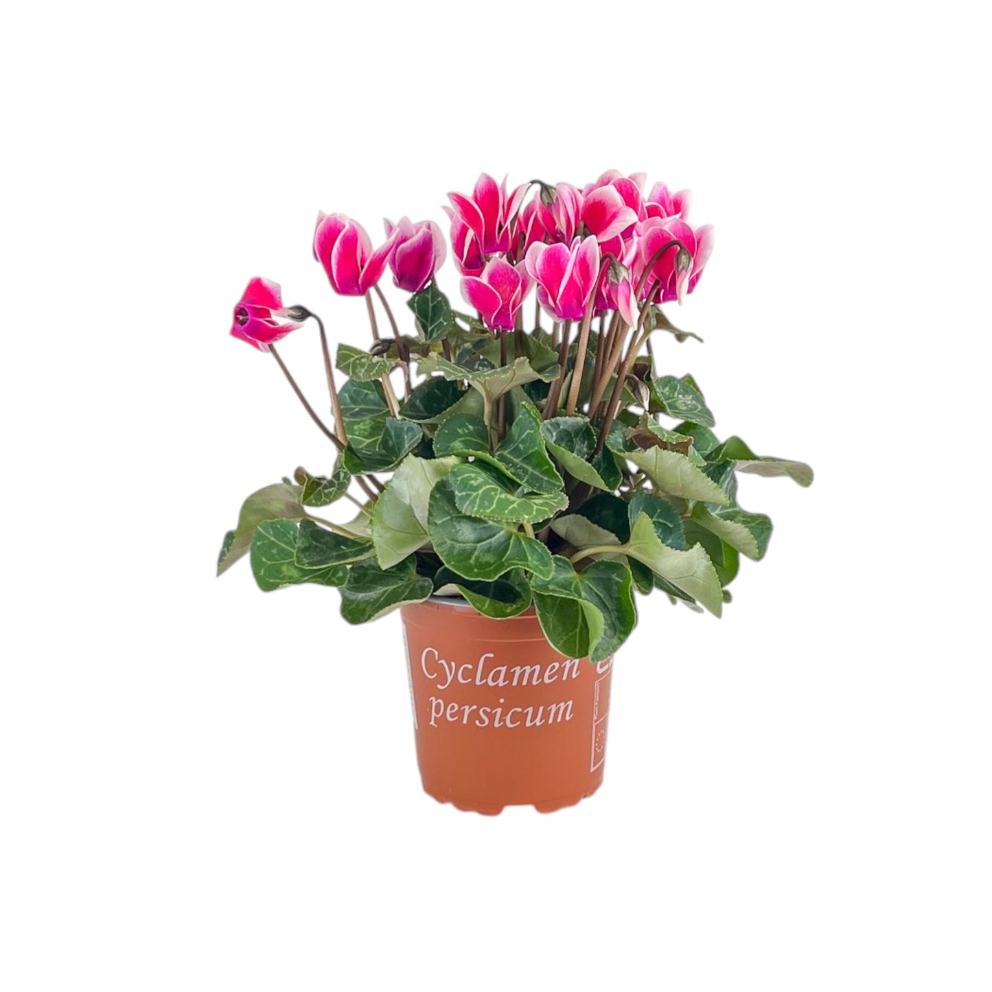 Cyclamen 10.5cm Seasonal Mix