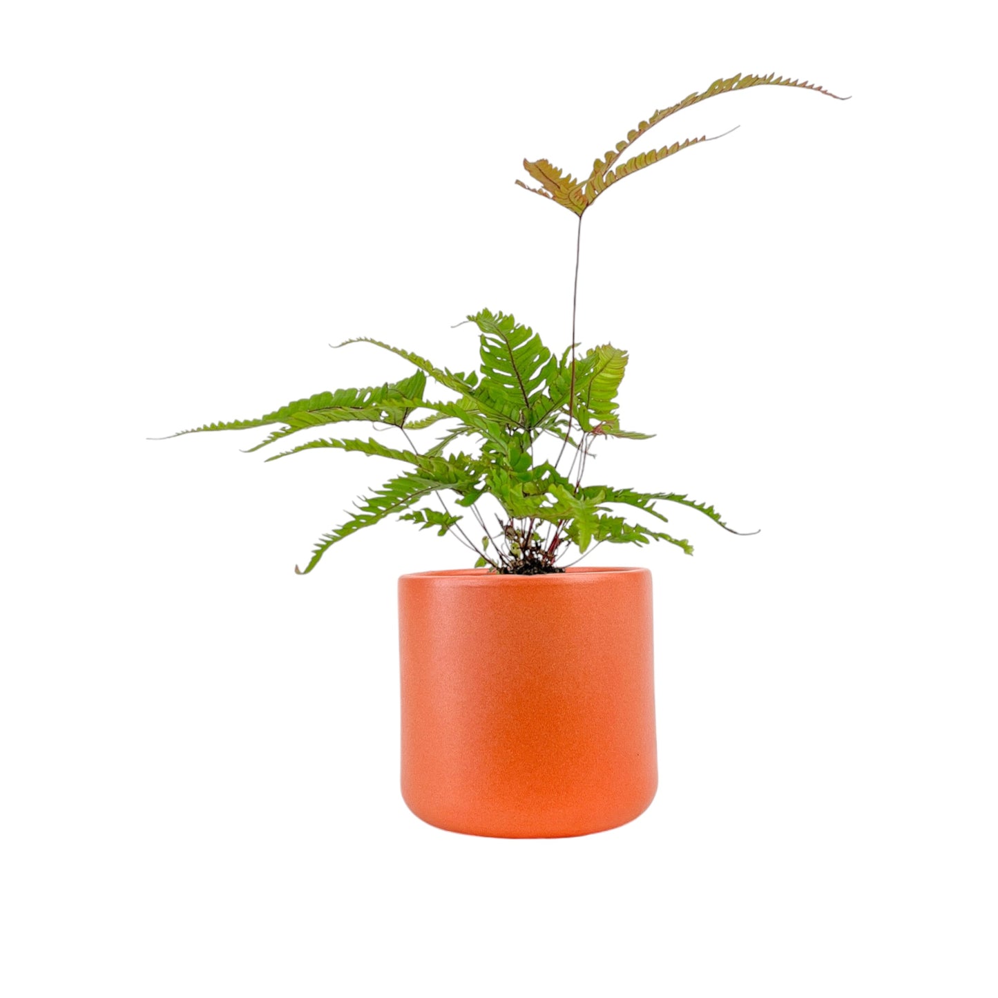 Fern 12cm Mix in Cambridge Ceramic