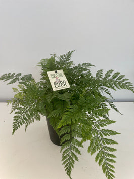 Davallia 14cm Fejeensis - Green Plant The Horti House