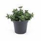 Delosperma 12cm Echinatum - Succulent The Horti House
