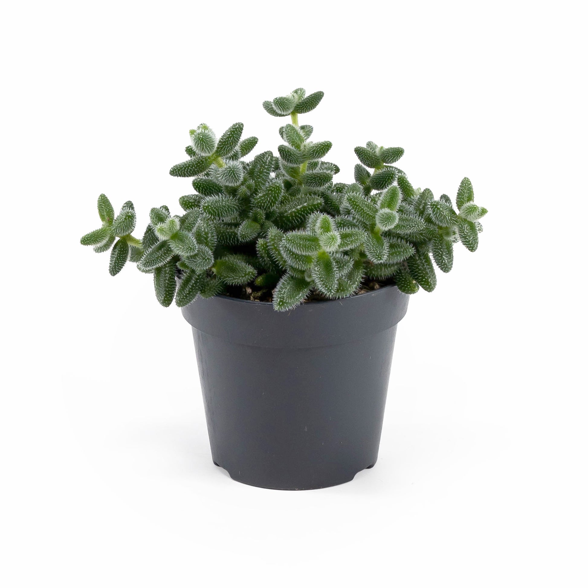 Delosperma 12cm Echinatum - Succulent The Horti House