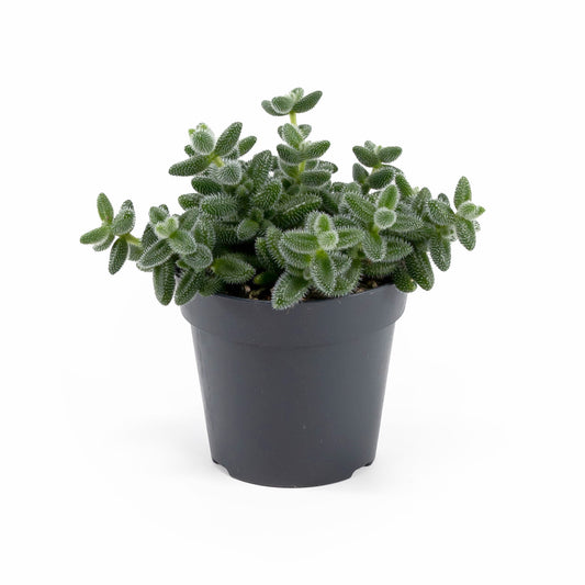 Delosperma 12cm Echinatum - Succulent The Horti House