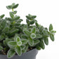 Delosperma 12cm Echinatum - Succulent The Horti House