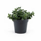 Delosperma 12cm Echinatum - Succulent The Horti House