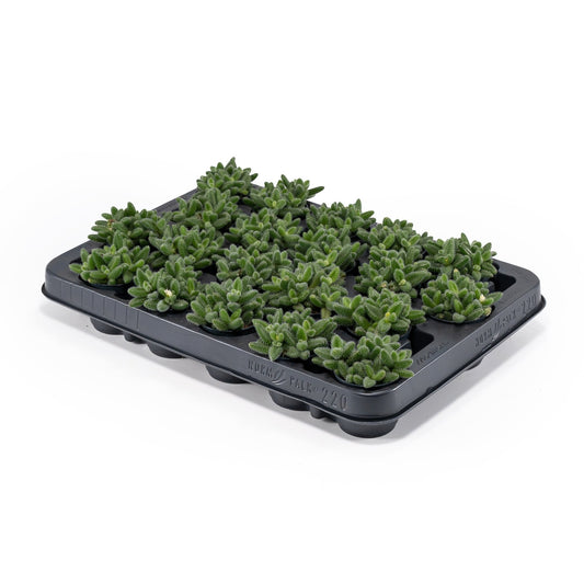 Delosperma 5.5cm Echinatum - Succulent The Horti House