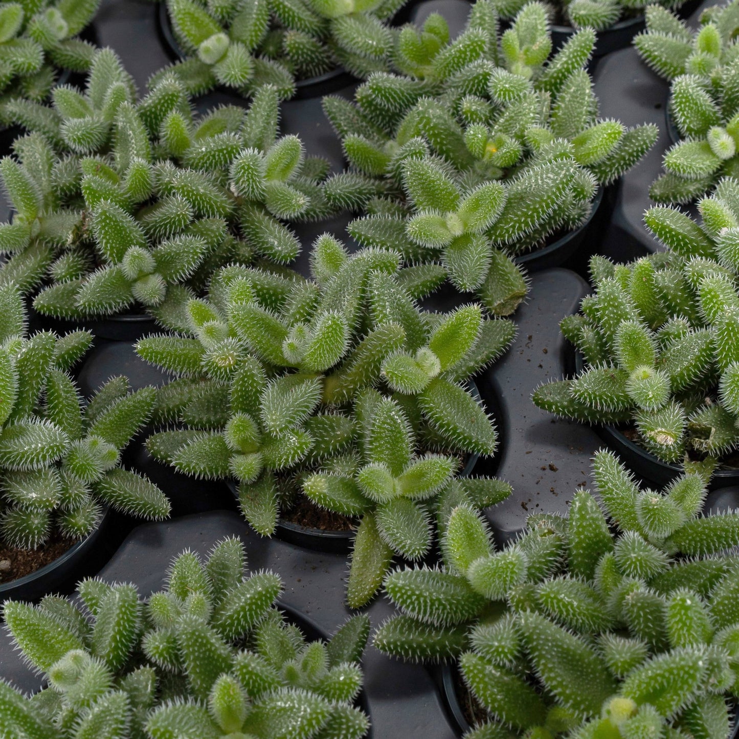 Delosperma 5.5cm Echinatum - Succulent The Horti House