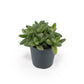 Delosperma 5.5cm Echinatum - Succulent The Horti House