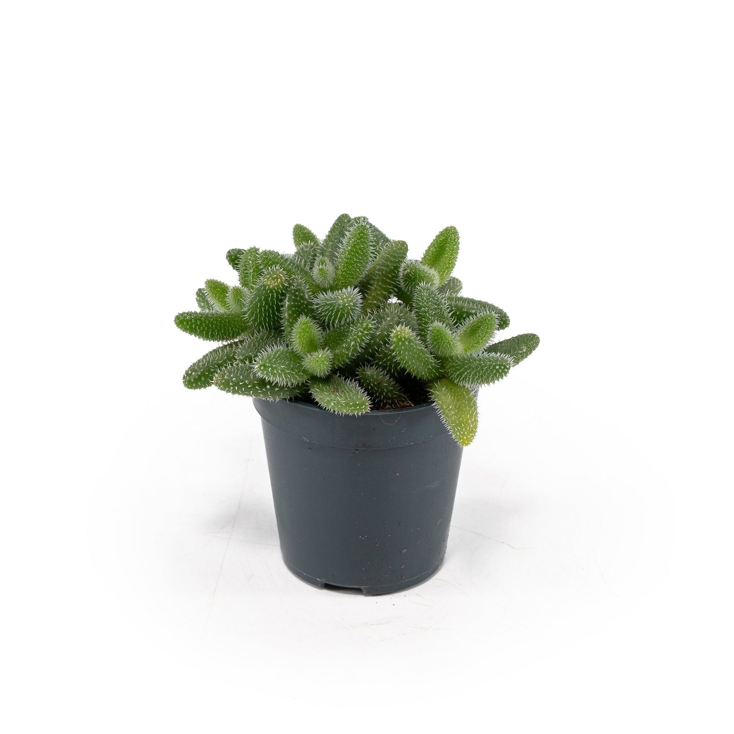 Delosperma 5.5cm Echinatum - Succulent The Horti House