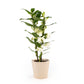 Dendrobium 12cm in Christmas Ceramic - Flowering The Horti House