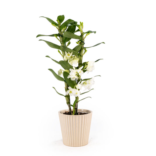 Dendrobium 12cm in Christmas Ceramic - Flowering The Horti House