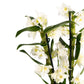 Dendrobium 12cm in Artisan No.3 Ceramic - Flowering The Horti House